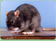 rat control Rowley Regis